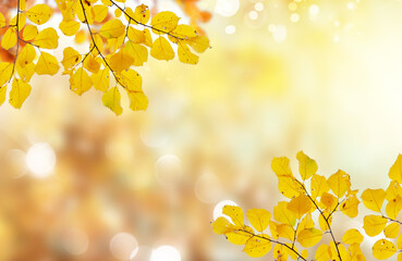 Vibrant fall foliage