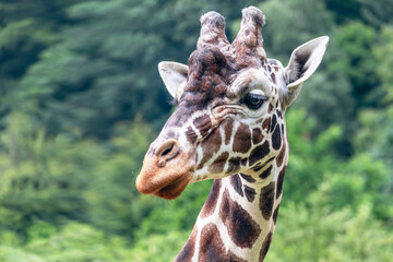 portrait of a giraffe - giraffe head, green trees in the background