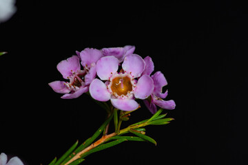 Geraldton Wax (Chamelaucium uncinatum) 