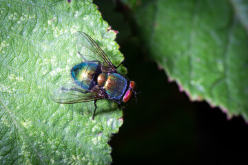 Colorful fly patiently waits for food on a leaf