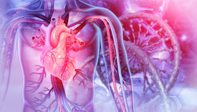 Anatomy of human heart with blood vessels. 3d illustration