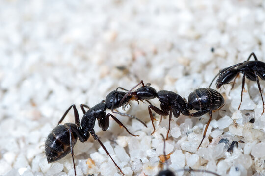 Workers of Camponotus vagus do the trophylaxis