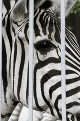 A beautiful zebra is bored behind bars.