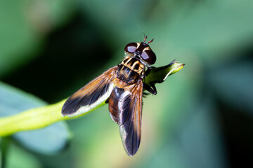 Insect fly over a plant looking oround (Trichipoda sp.)