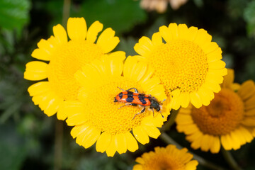 Trichodes alvearius drinks nectar from a flower