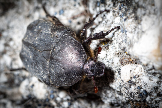Protaetia morio beetle walks on the ground in search of food