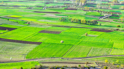 Green cultivated fields, wheat field.