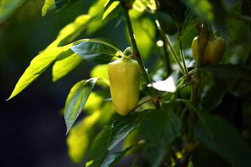 Obraz premium Beautiful green pepper plant with juicy leaves growing in greenhouse garden, back light of evening summer sun. Environmentally friendly useful ripe large fruit hanging on branch dark background