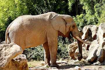 éléphant