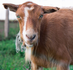Close-up of domestic red goat head at countryside green grass pasture land