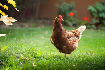 Gordijnen Free range happy  Red chicken walking on grass © Dusan Kostic