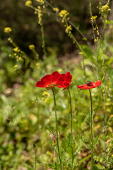 Beautiful red wild Anemones growing in wooded areas and open meadows in Israel
