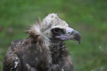 vulture