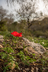 Beautiful red wild Anemones growing in wooded areas and open meadows in Israel
