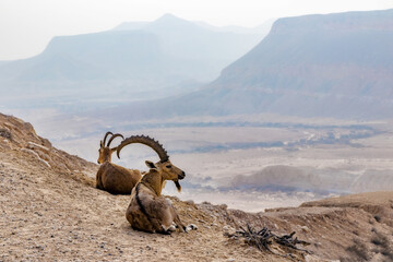 ubian Ibex is a desert-dwelling goat species found in mountainous areas of Algeria, Egypt, Ethiopia, Eritrea, Israel, Jordan, Lebanon, Oman, Saudi Arabia, Sudan and Yemen. - obrazy, fototapety, plakaty
