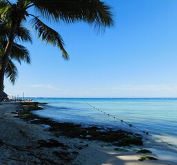 palm trees on the beach caribbean dominican republic