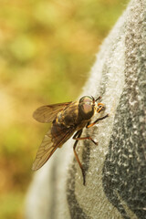 Large Pale giant horse-fly, Tabanus bovinus on a fabric, trying to suck blood.