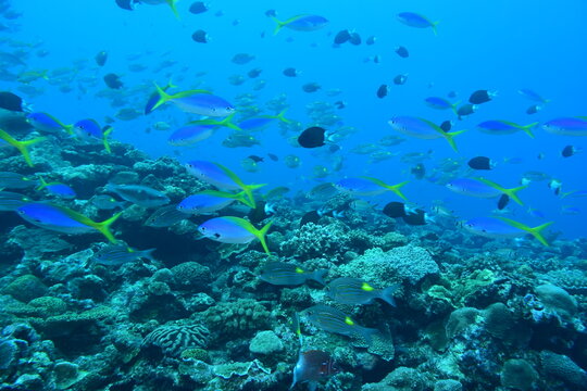 奄美大島 ウメイロモドキ
2108 7559