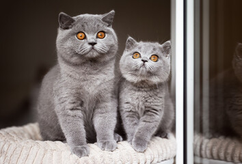 Zwei blaue BKH Kitten sitzen am Fenster
