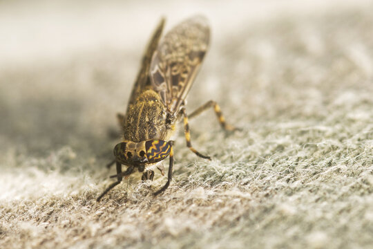 Common horse fly, Haematopota pluvialis on a fabric, trying to suck blood. 