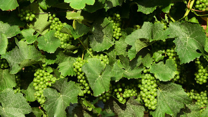 A pattern of green grapes and leaves.