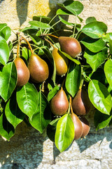 Black Worcester Pears