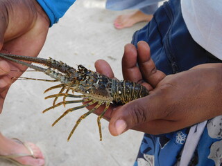 spiny/rock lobster, langouste, crayfish in the hand