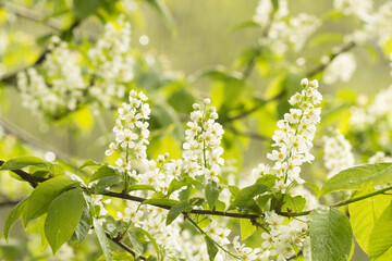 Bird cherry tree, Prunus padus blooming during a light rainfall on a spring evening in Estonia.