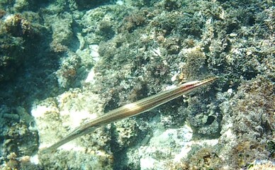 coral reef and fish assembly in shallow marine tropical environment © Michaela Holubová