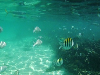 abudefduf saxatilis sergeant major or píntano species of damselfish. It grows to a maximum length...