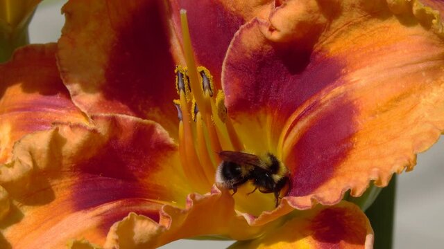 Bumblebee collects nectar on the Daylily  flower. Blooming Day Lily (Hemerocallis fulva) flower. Beautiful garden flower