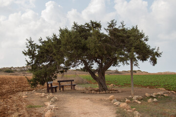 The love tree at Capo Greco, Cyprus.