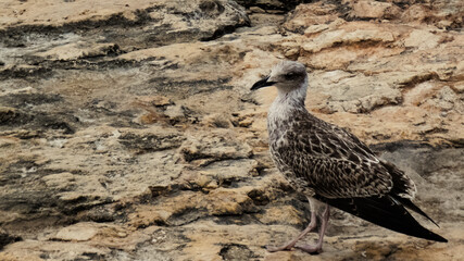 Obraz premium black and white seagull on the rocks