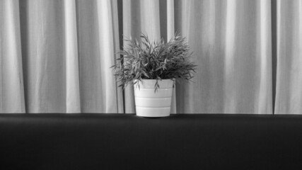 single plant with black and white decor