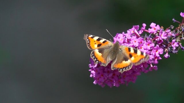 Slow motion video: Beautiful Butterfly flies up to a Buddleja flower and sits on it. Butterfly Small Tortoiseshell ( Aglais urticae, Nymphalis urticae). Graceful flight of a butterfly over a flower