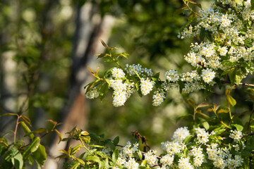Bird cherry tree, Prunus padus blooming during a beautiful spring morning in Estonia.