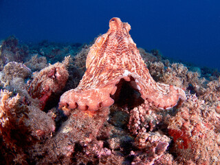 Common octopus (octopus vulgaris) in the Mediterranea sea © A. Martin UWphoto