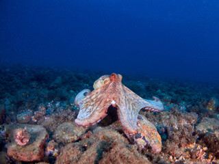 Common octopus (octopus vulgaris) in the Mediterranea sea © A. Martin UWphoto
