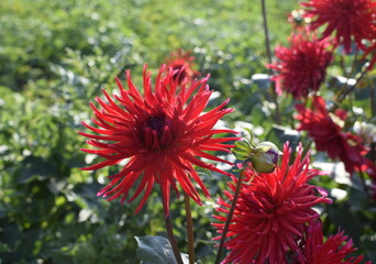red dahlia flower