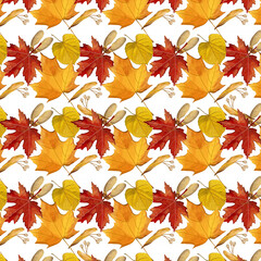 Autumn pattern of leaves and seeds of trees. Maple and aspen leaves. For decorating backgrounds, postcards, fabrics. - 454903912