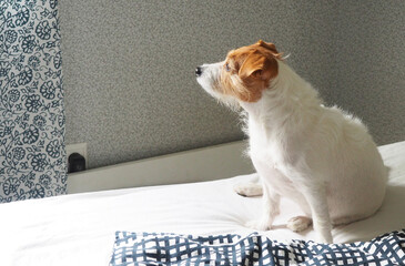 A Jack Russell dog is sitting on the bed and looking at the window. Waiting for a walk. A patient dog is waiting for the owner. - 454903960