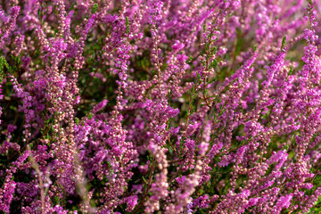 Obraz premium Selective focus bush of wild purple flowers Calluna vulgaris (heath, ling or simply heather) is the sole species in the genus Calluna in the flowering plant family Ericaceae, Nature floral background.