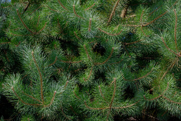 Selective focus of green, tiny and needle-like foliage leaves, A pine is any conifer in the genus Pinus of the family Pinaceae, Pinus is the sole genus in the subfamily Pinoideae, Nature background.