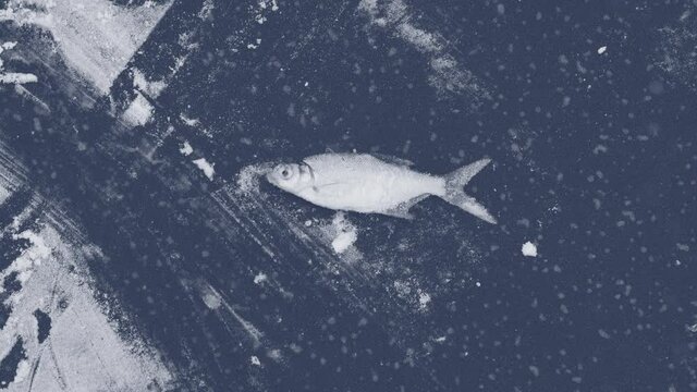 White snow on icy surface of frozen river and caught lonely fish during fishing. Winter snowy and frosty landscape