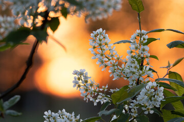 Bird cherry tree, Prunus padus blooming during a beautiful warm sunset on a spring evening in Estonia.