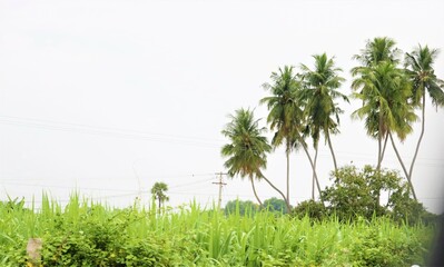 green grass ,coconut trees and blue sky background