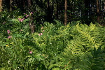 Fern on an outskirts of a forest in the sunlight 