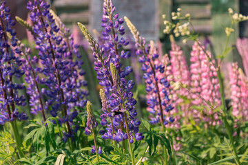 Flowers in front of wooden house in a village