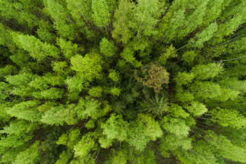 An aerial of lush and fresh Birch forest in Estonia, Northern Europe. 