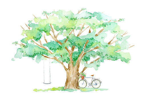 Oak,bicycle and swing.Deciduous tree.Watercolor hand drawn illustration.White background.	
